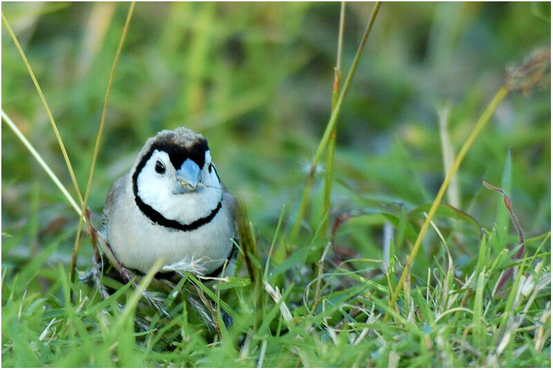 Double-barred Finchadult