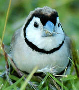 Double-barred Finch