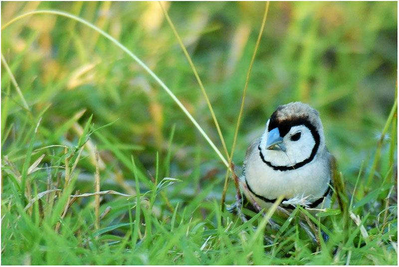 Double-barred Finch