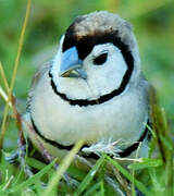 Double-barred Finch