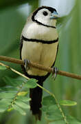 Double-barred Finch