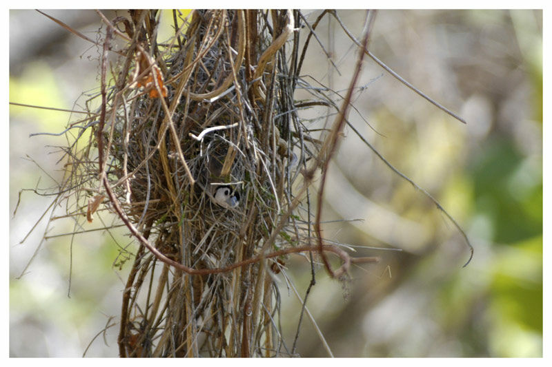 Double-barred Finchadult