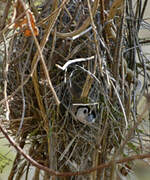 Double-barred Finch