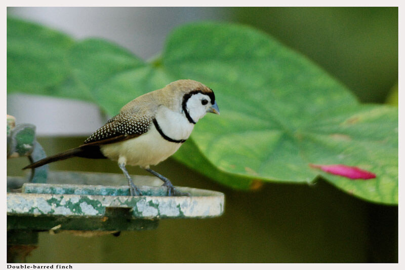 Double-barred Finchadult