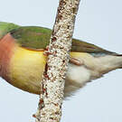 Diamant de Gould