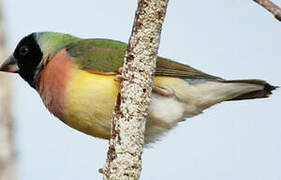 Gouldian Finch