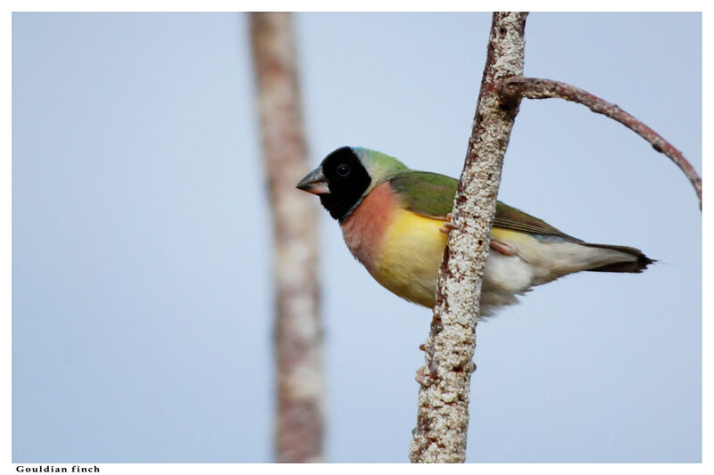 Diamant de Gould femelle adulte