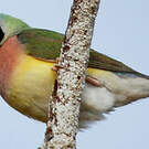 Diamant de Gould