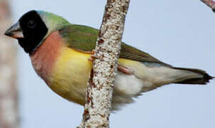 Gouldian Finch