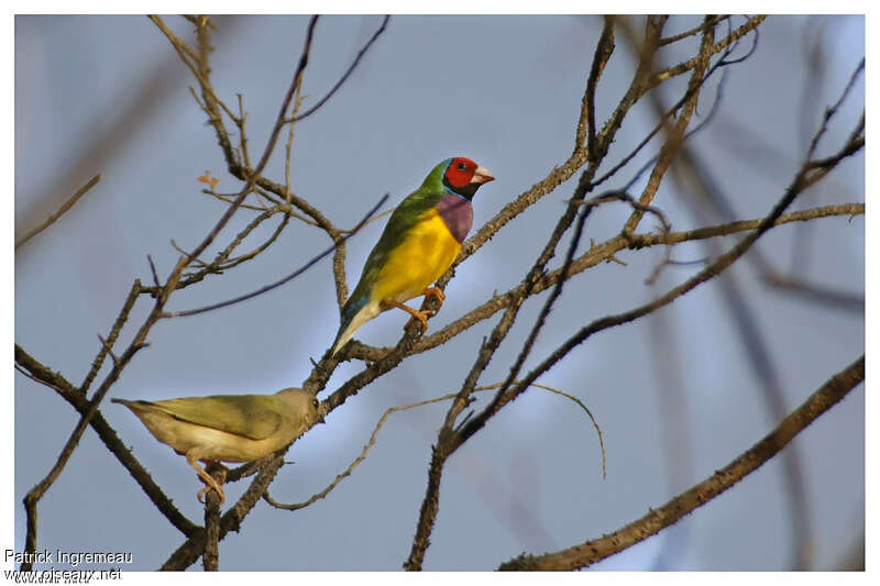 Gouldian Finch male adult, identification