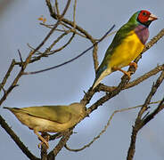 Gouldian Finch