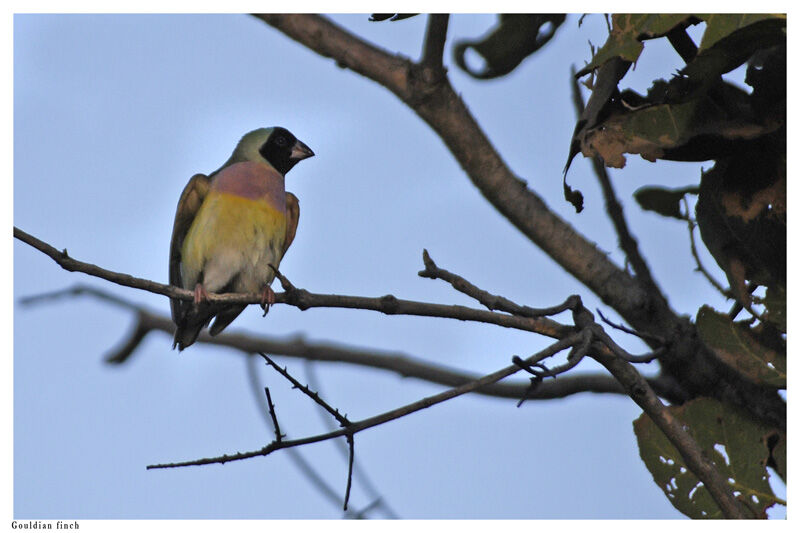 Diamant de Gould femelle adulte