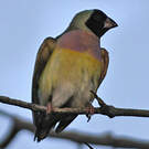 Diamant de Gould
