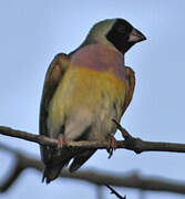 Gouldian Finch