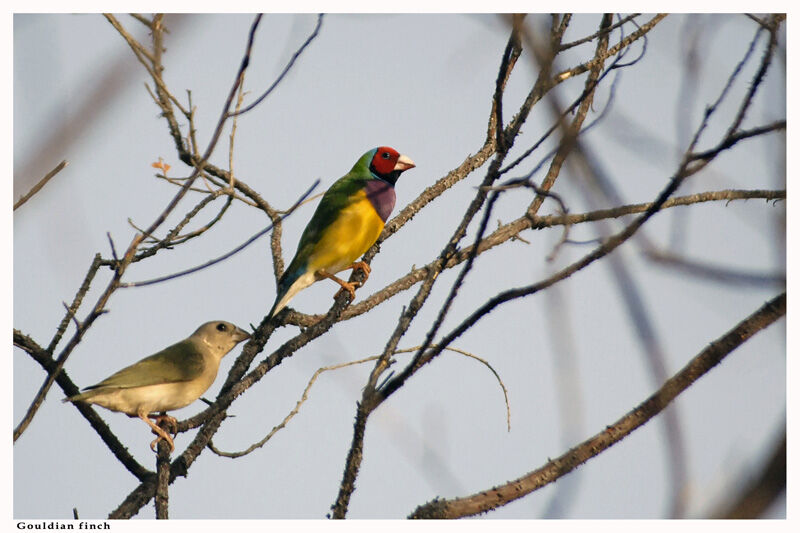 Gouldian Finch male adult