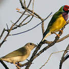 Diamant de Gould