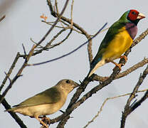 Gouldian Finch