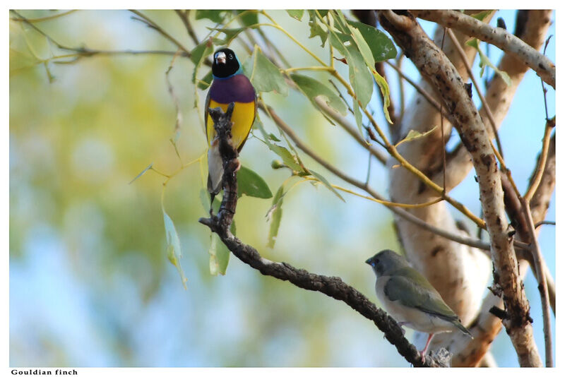 Gouldian Finch male adult