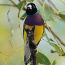 Diamant de Gould