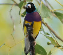 Gouldian Finch