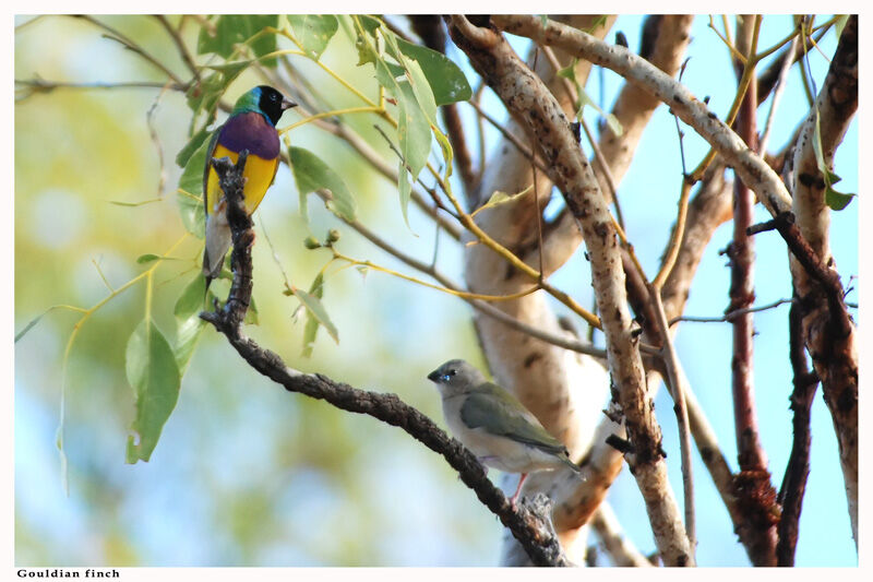 Diamant de Gould mâle adulte