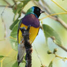 Diamant de Gould