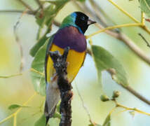 Gouldian Finch