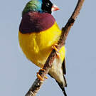 Diamant de Gould