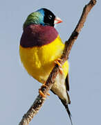 Gouldian Finch