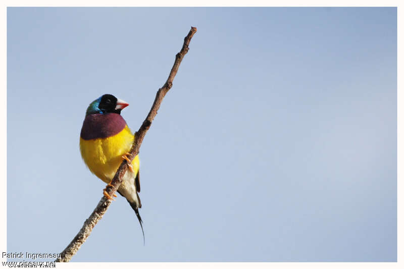 Gouldian Finch male adult, identification