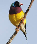 Gouldian Finch