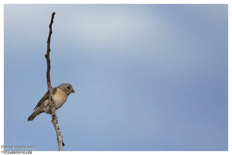 Gouldian Finchjuvenile, identification