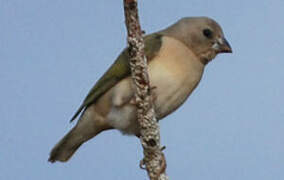 Gouldian Finch