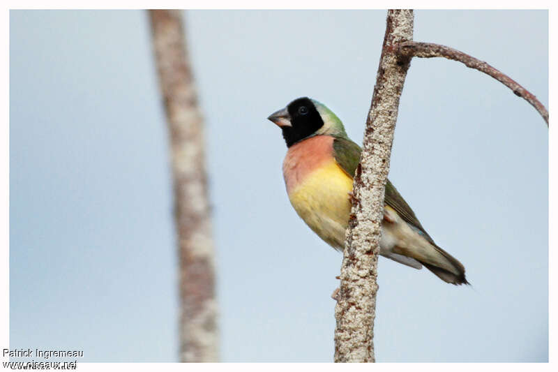 Diamant de Gould femelle adulte, identification