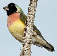 Gouldian Finch