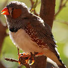 Diamant mandarin
