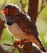 Sunda Zebra Finch