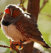 Sunda Zebra Finch