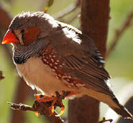 Sunda Zebra Finch