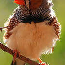 Diamant mandarin