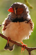 Sunda Zebra Finch