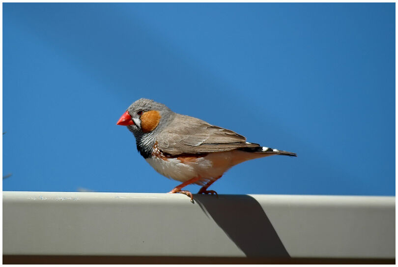 Sunda Zebra Finch