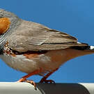Diamant mandarin