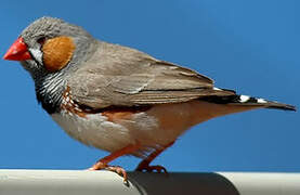 Sunda Zebra Finch