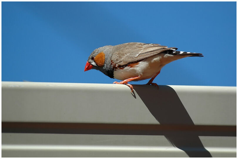 Zebra Finch