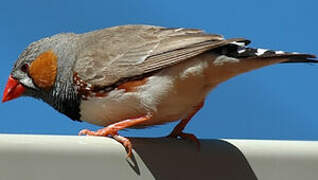 Sunda Zebra Finch