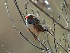 Sunda Zebra Finch