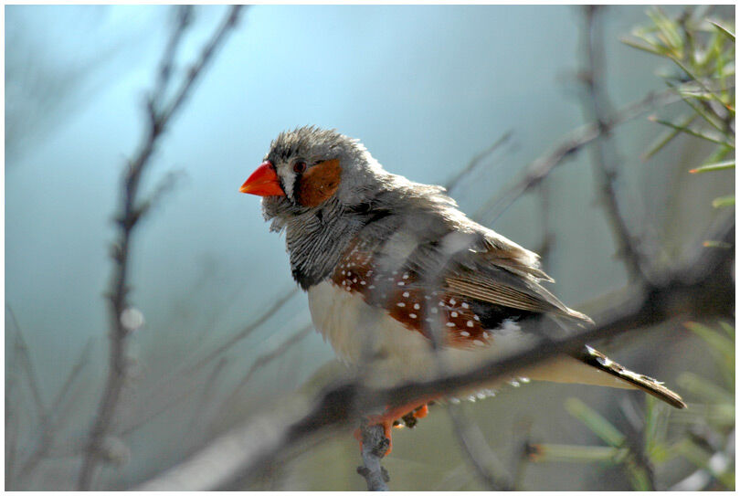 Zebra Finch