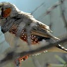 Diamant mandarin