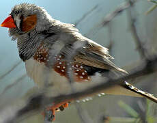 Sunda Zebra Finch